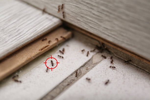 Professional Pest Control in Oroville, CA