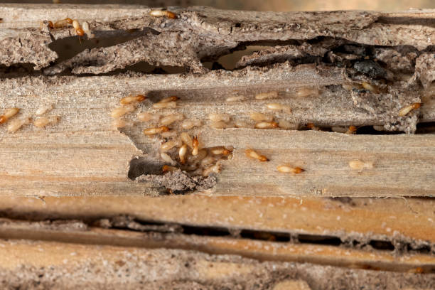 Best Pest Inspection Near Me  in Oroville, CA